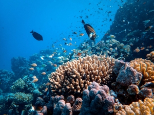 What are the 10 wonders of nature? What are the 10 wonders of nature?